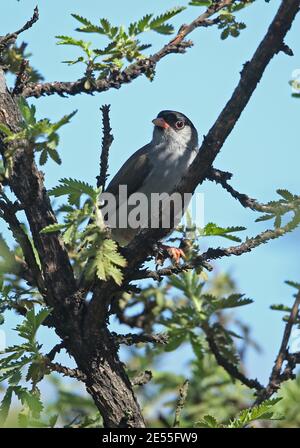 Bush Blackcap (Lioptilus nigricapillus) adulte perché dans le Bush Wakkerstroom, Afrique du Sud Novembre Banque D'Images