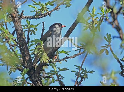 Bush Blackcap (Lioptilus nigricapillus) adulte perché dans le Bush Wakkerstroom, Afrique du Sud Novembre Banque D'Images