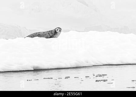 Un crabicylindre isolé repose sur un petit iceberg recouvert de neige. Photo noir et blanc. Banque D'Images
