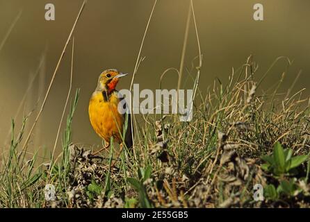 Cape Longclaw (Macronyx capensis colletti) adulte mâle perché sur une butte herbeuse Wakkerstroom, Afrique du Sud Novembre Banque D'Images