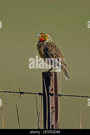 Cape Longclaw (Macronyx capensis colletti) adulte mâle perché sur le poste de clôture Wakkerstroom, Afrique du Sud Novembre Banque D'Images