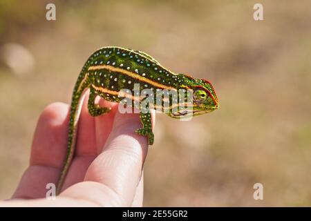 Campan caméléon à petits joyaux - Furcifer campani - reposant sur la main blanche de l'homme. Les caméléons sont endémiques à Madagascar et peuvent être vus à Andringitra Nat Banque D'Images