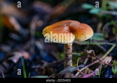 Petits champignons trouvés dans les bois profonds III Banque D'Images