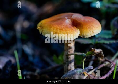 Petits champignons trouvés dans les bois profonds II Banque D'Images