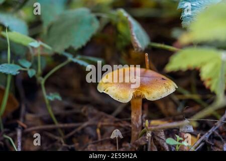 Petits champignons trouvés dans les bois profonds