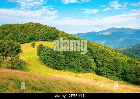 forêt et prairie sur la colline. magnifique paysage de montagne de carpathian en été. Le pic de Blyznytsya au loin. Beau temps ensoleillé avec des nuages Banque D'Images