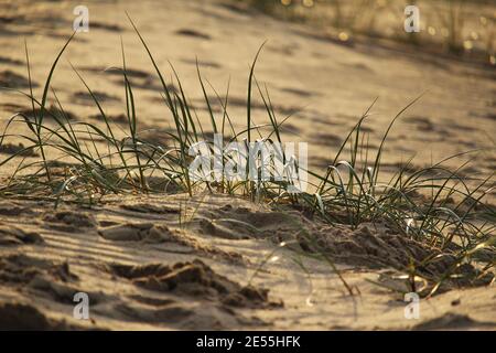 La plante côtière de l'herbe de Marram (Ammophila) poussant sur une dune de sable rétroéclairé par faible lumière du soir. Heure d'or sur la côte de Zélande. Banque D'Images