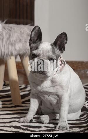 Portrait vertical d'un vieux bulldog français fatigué assis sur le tapis zebra sur le sol Banque D'Images