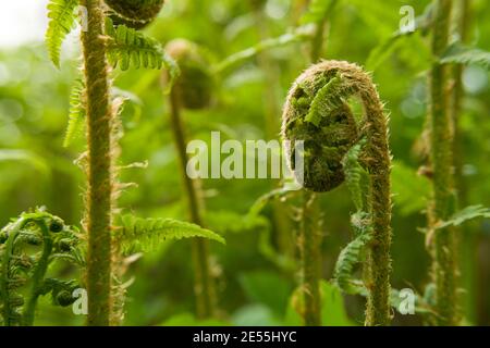 Tiges de fougères spiralées dans une forêt verte, vue sur la source Banque D'Images