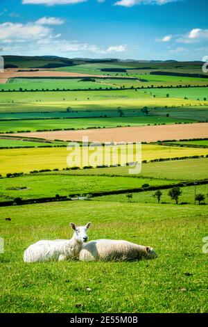 Moutons reposant dans l'herbe au-dessus d'un patchwork de champs. Banque D'Images