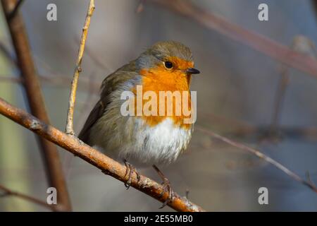 Robin sauvage (erithacus rubecula) assis sur la branche. Forêt de Hemsted près de Cranbrooke Kent. 11.02.2012. Banque D'Images