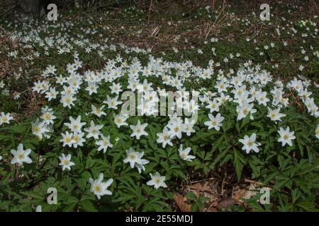 Anemone de bois (Anemonoides nemorosa) dans la glade des bois. Beckly Woods East Sussex 11.04.2010. Banque D'Images