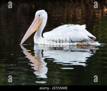 Le profil latéral du grand Pelican blanc flotte sur la surface de l'eau de l'étang avec réflexion avec la facture légèrement submergée dans le lagon. Banque D'Images