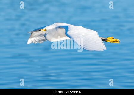 Gracieux et beau oiseau d'Egret blanc de neige a étendu des perruches tout en glissant sur la surface de l'étang de la lagune d'eau. Banque D'Images