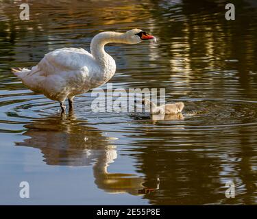 Swan et cygnet. Banque D'Images