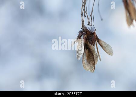 Nez d'érable brun clair séché suspendu d'une branche sur fond de neige. Il y a de la place pour le texte. Concept, hiver enneigé. Photo de haute qualité Banque D'Images