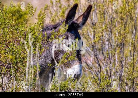 Burros sauvages dans le désert de Sonoran près de Phoenix, Arizona Banque D'Images