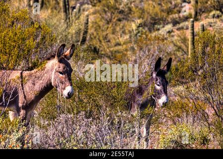 Burros sauvages dans le désert de Sonoran près de Phoenix, Arizona Banque D'Images