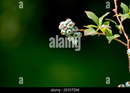 Bleuets américains sur arbustes. Fruits verts non mûrs aux rayons du soleil. Mûrissement sain des fruits dans le jardin. Banque D'Images