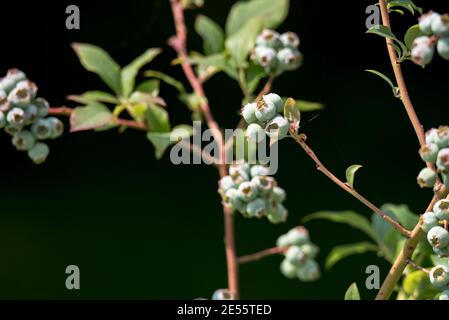 Bleuets américains sur arbustes. Fruits verts non mûrs aux rayons du soleil. Mûrissement sain des fruits dans le jardin. Banque D'Images