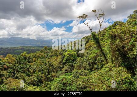 Paysage tropical humide de la forêt tropicale, ponts suspendus du volcan Arenal, Costa Rica. Banque D'Images