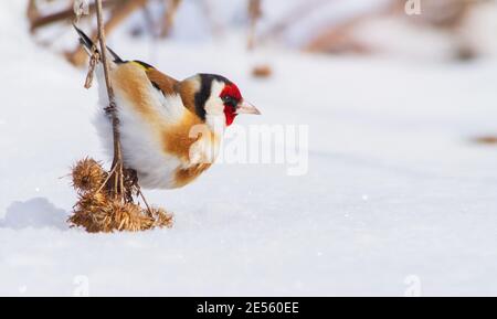 goldfinch se trouve sur un terrier sec au milieu de la neige Banque D'Images