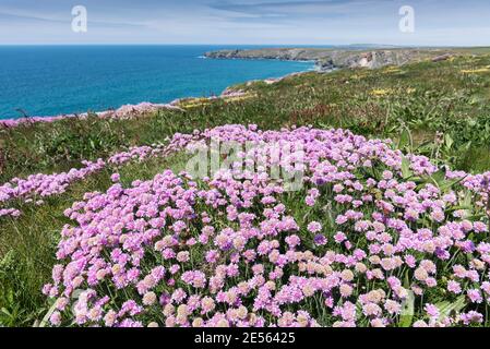 L'Éthère de mer Armeria maritima grandit sur le sentier côtier à Bedrothan Steps à Carnepas en Cornouailles. Banque D'Images