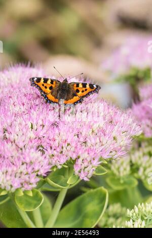 Un petit papillon Tortoiseshell Aglais urtica se nourrissant des fleurs d'une plante de Sedum. Banque D'Images