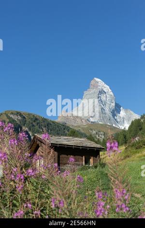 Suisse Cervin Rhododendron Flowers et Alpine Mountain Hut Banque D'Images