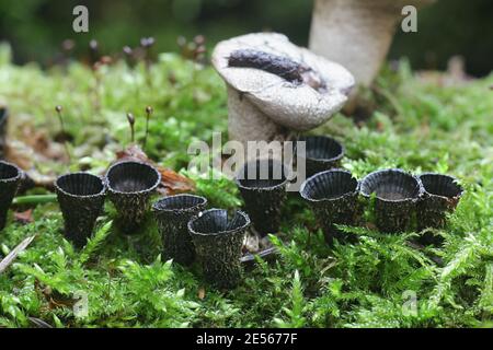 Cyathus striatus, connu sous le nom de champignon nichant des oiseaux, champignon sauvage de Finlande Banque D'Images