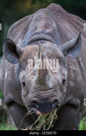 Partez avec un rhinocéros noir alors qu'il chevait sur l'herbe séchée. Banque D'Images