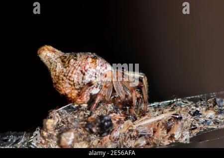 L'araignée de Trashline Orbweaver (Cyclosa turbinata) est camouflée sur des coques d'insectes sur toile provenant de victimes passées. Partout aux États-Unis et dans d'autres pays. Banque D'Images