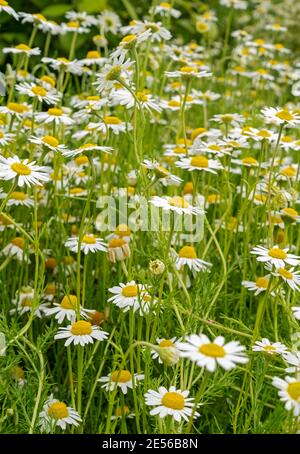 Gros plan de fleurs de camomille blanches dans un pré d'été. Banque D'Images