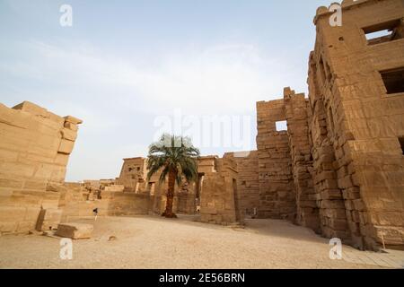 Un Palm debout seul dans la cour du temple de Ramsès III, Thèbes Banque D'Images