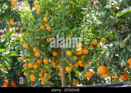 Calamondin Viva Verde, Citrus Madurensis hybride d'agrumes principalement. Petits agrumes pour les aliments et les boissons. Cuisine de l'Asie du Sud-est. Concept mon gars Banque D'Images