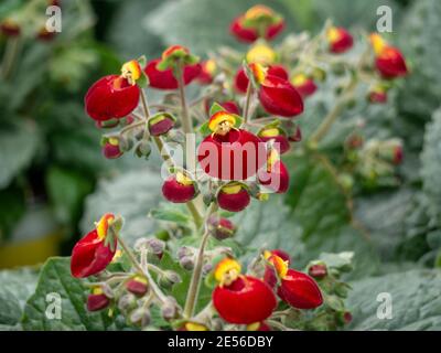 Calceolaria, porte-monnaie de la dame, fleur de slipper, fleur de poche, mouluette avec des fleurs jaunes et orange pour le design de paysage, enchantée attrayante fr Banque D'Images