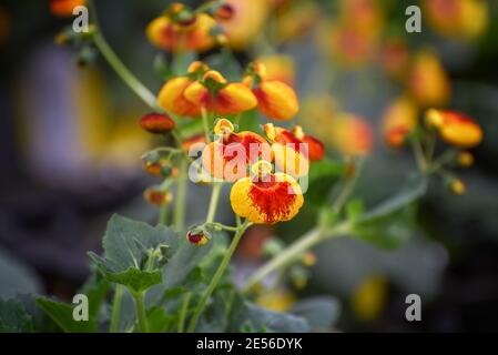 Calceolaria, porte-monnaie de la dame, fleur en forme de slipper, fleur en forme de poche, lapette à fleurs jaunes et orange. Hybrides ornementaux pour la conception de paysage, DEL Banque D'Images