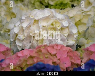 Hortensia, Hydrangea macrophylla, hortensia bigleaf, French, lacecap, hortensia à tête de mobylette. Fleurs pour les jardins, les parcs, le design de paysage enchantés Banque D'Images