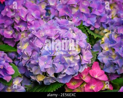 Hortensia, Hydrangea macrophylla, hortensia bigleaf, French, lacecap, hortensia à tête de mobylette. Fleurs pour les jardins, parcs, design de paysage pour enchantés Banque D'Images