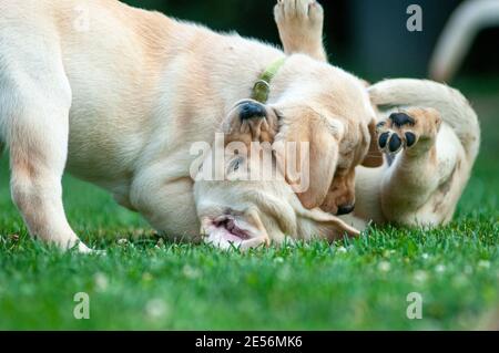 Deux chiots jaunes du Labrador Retriever jouent à Fight dans le jardin Banque D'Images