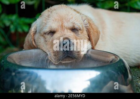 Labrador jaune endormi le chiot est endormi sur le bol alimentaire. Photo humoristique Banque D'Images