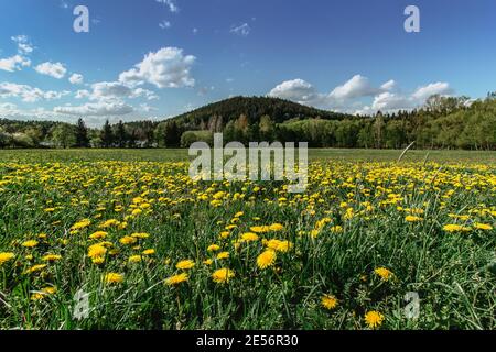 Prairie pleine de pissenlits fleuris. Pissenlits jaunes fleuris en gros plan. Printemps dans la campagne herbe verte air frais énergie positive. Terre de printemps Banque D'Images