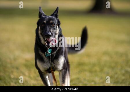 Le Major Biden, un chien de sauvetage appartenant au président américain Joe Biden court autour de la pelouse sud de la Maison Blanche le 24 janvier 2021 à Washington, D.C., les Bidens ont adopté le berger allemand en 2018 de l'Association des humanes du Delaware. Banque D'Images