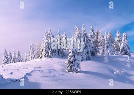 Paysage d'hiver avec forêt d'épicéa enneigée dans les montagnes. Ciel bleu clair avec lumière du soleil. Banque D'Images