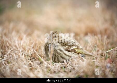 Un peu malade Goldfinch américain, Spinus tristis, se reposant paisiblement dans l'herbe séchée par une belle journée ensoleillée. Profondeur de champ extrêmement faible Banque D'Images