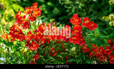 Hardy, coloré, rouge, jaune et noir Alstromeria, Lily péruvienne dans un cadre de jardin australien Banque D'Images