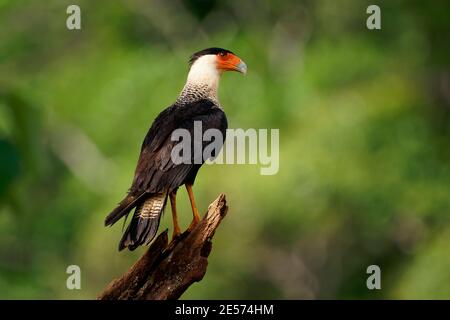 Caracara à crête du Nord - Caracara chériway oiseau de proie de la famille des Falconidae, anciennement caracara du Sud (plancus) et la zone éteinte Guadalupe c Banque D'Images