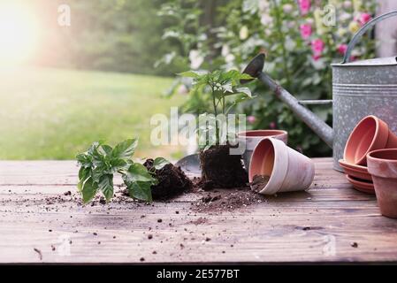 Banc de jardin extérieur avec des plantes de poivre et le sol se répande de la poterie d'argile devant un stand de plantes de hollyhock. Profondeur de champ extrêmement faible Banque D'Images