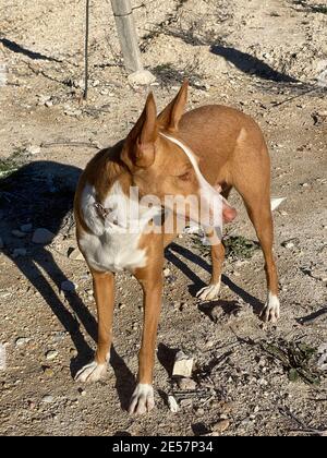 Chien de race sain photographié à l'extérieur dans la nature sur un journée ensoleillée en espagne Banque D'Images