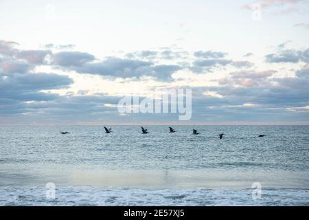 Les pélicans blancs américains (Pelecanus erythrorhynchos) volent en formation au-dessus de l'océan à Atlantic Beach, en Caroline du Nord. Banque D'Images